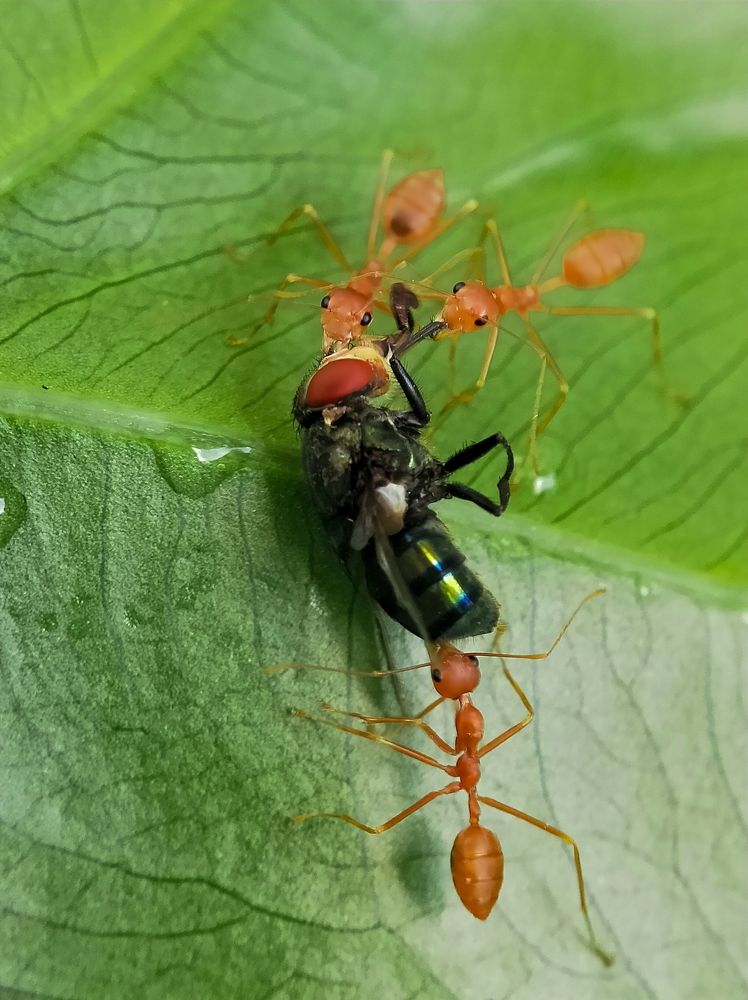 Morning breakfast of Ants family