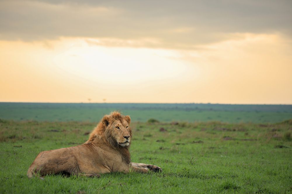 King