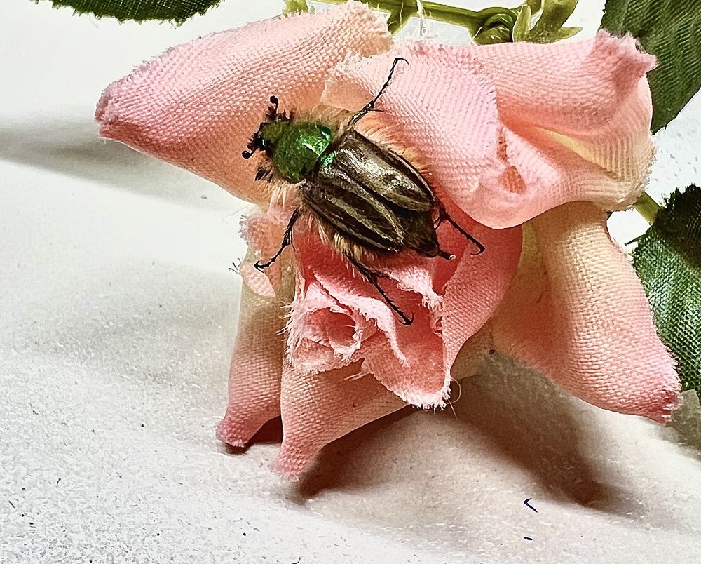 Photograph by Eleni Christogianni