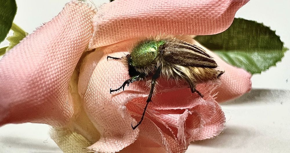 Photograph by Eleni Christogianni