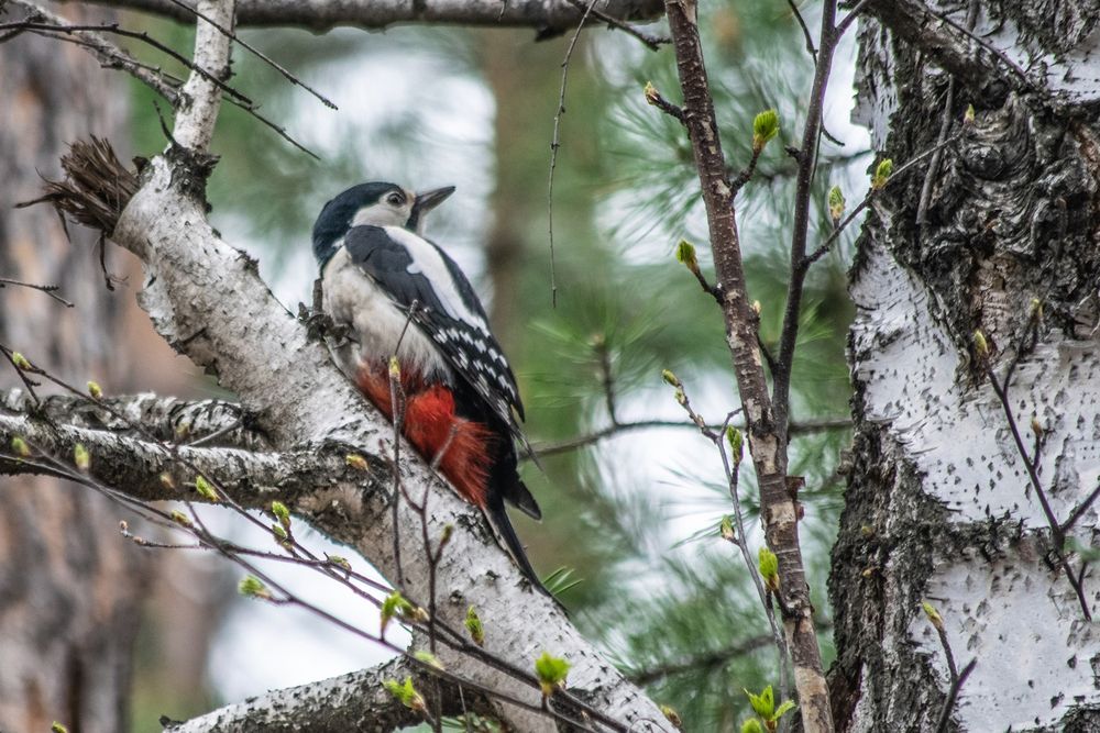 Photograph by Дмитрий Анисимов