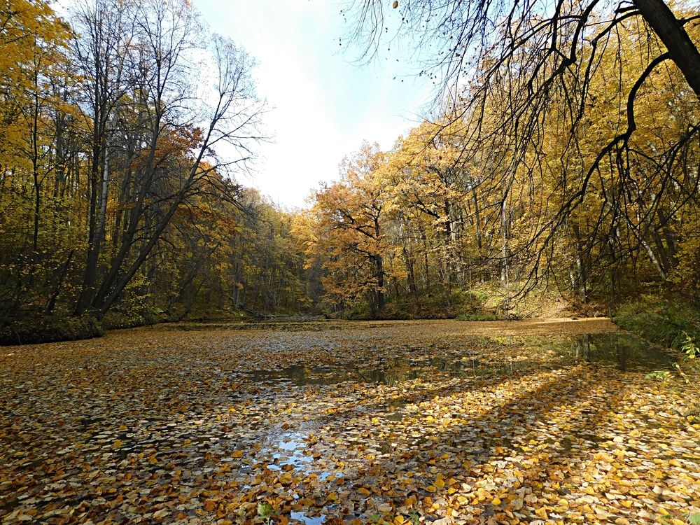 Лесная речушка