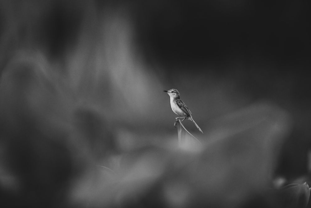 Photograph by SRIMANTA RAY