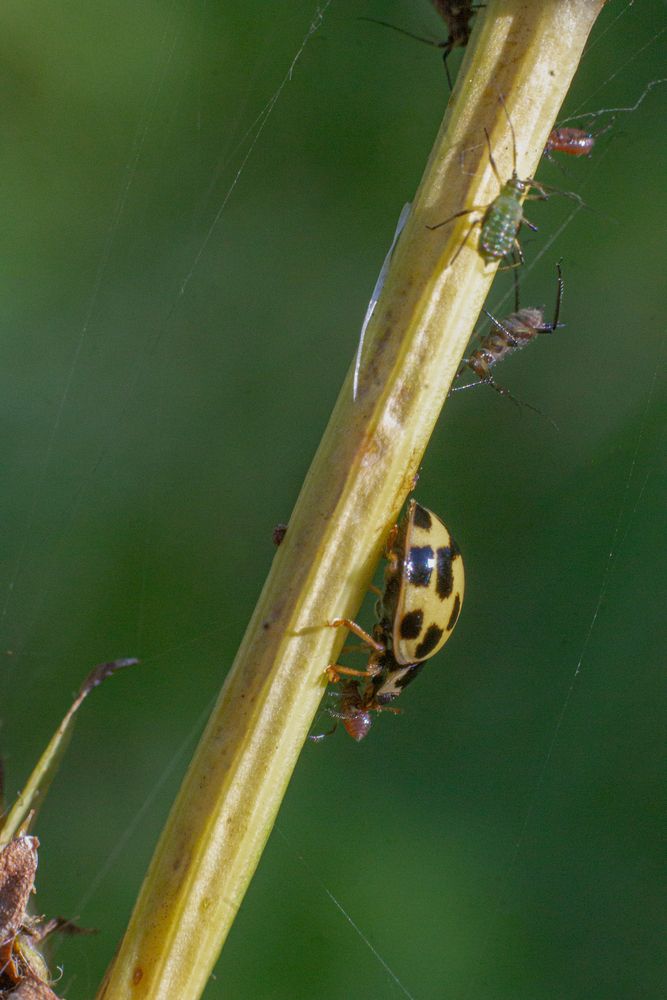 Photograph by Дарья Улюсова