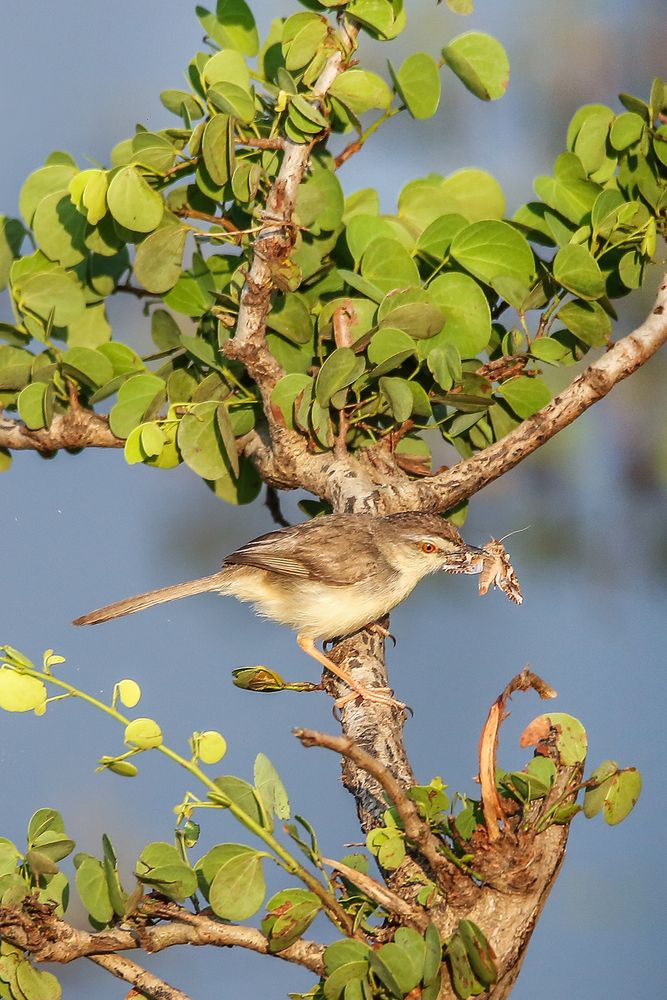 Photograph by Manjula Perera