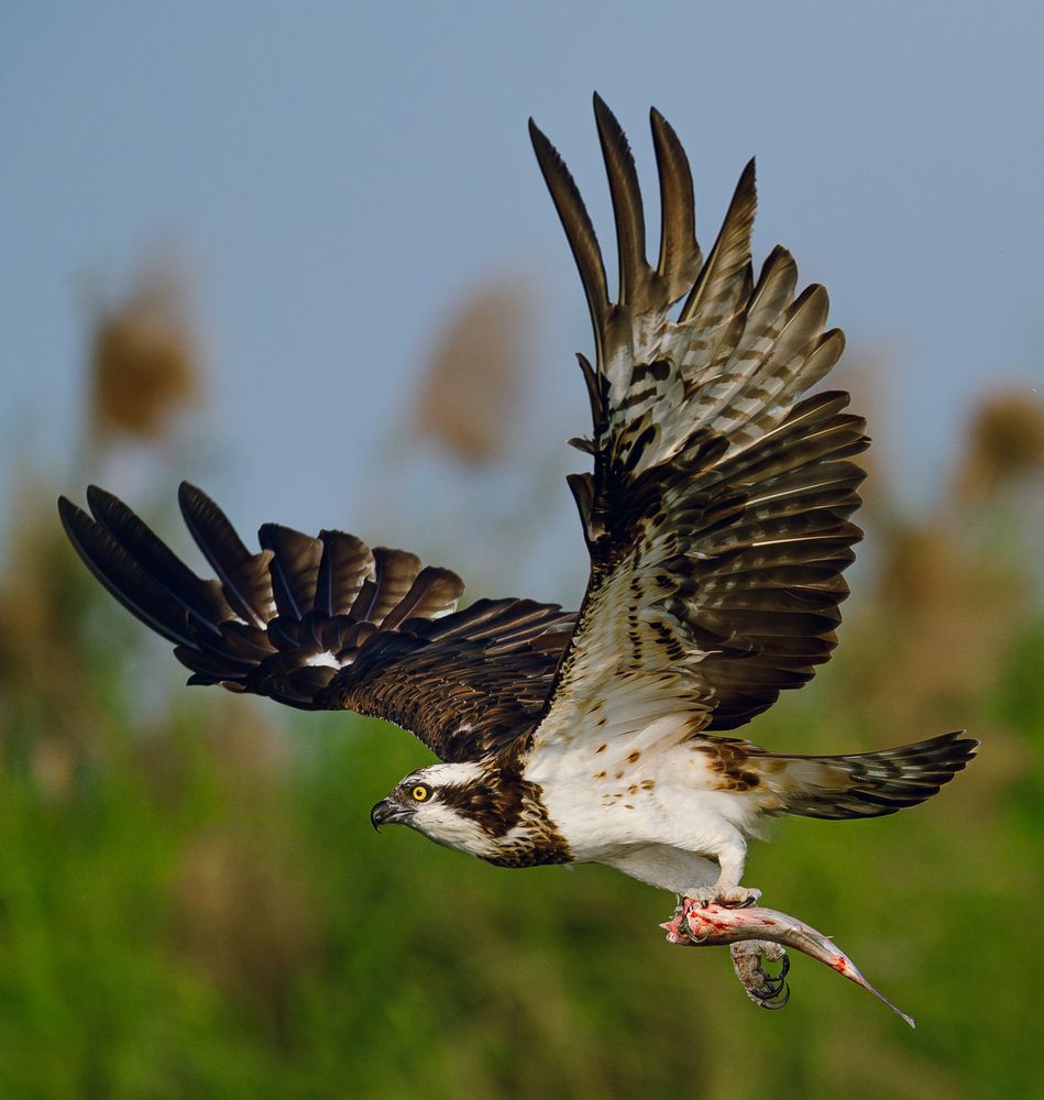 Osprey just after a successful hunt