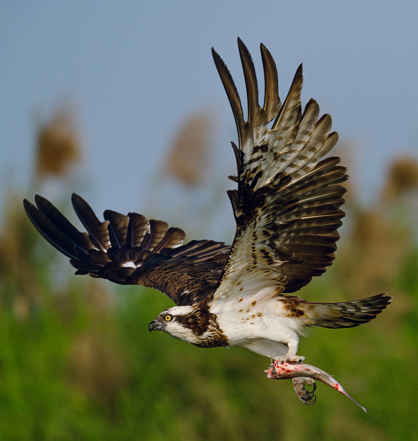 Osprey just after a successful hunt
