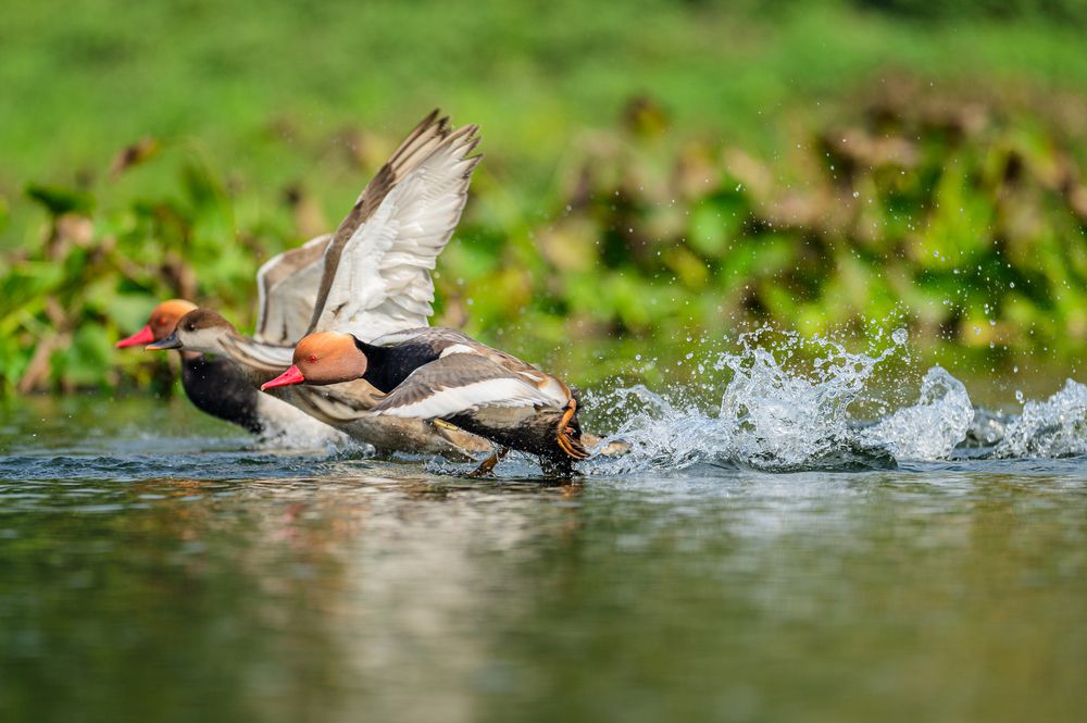 Red-crested Pochards taking off from the water