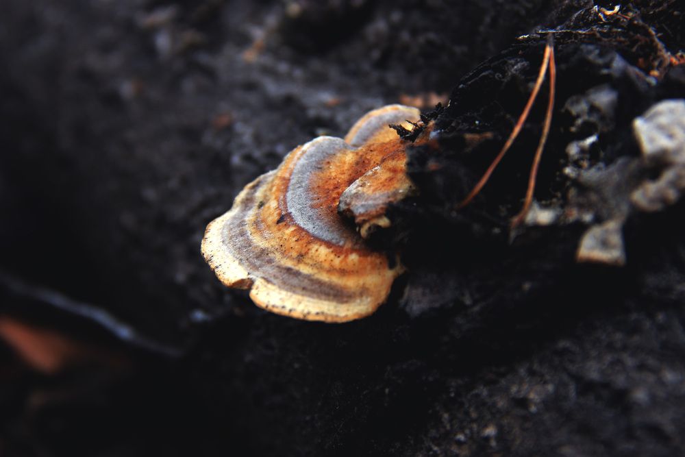 Photograph by Полина Овчинникова