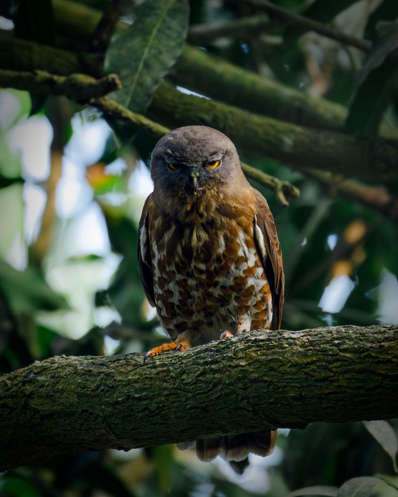 Ten Seconds with the Brown Hawk Owl