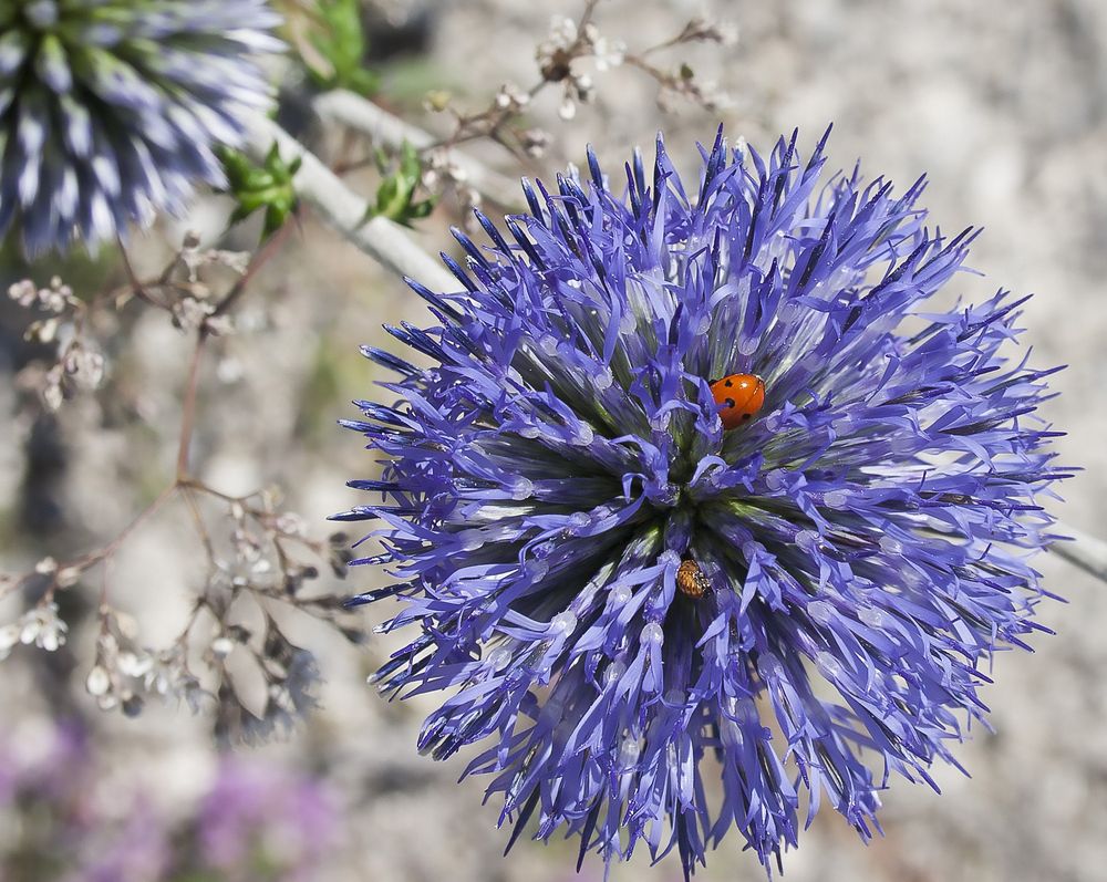 Божья коровка и её личика на синеголовнике