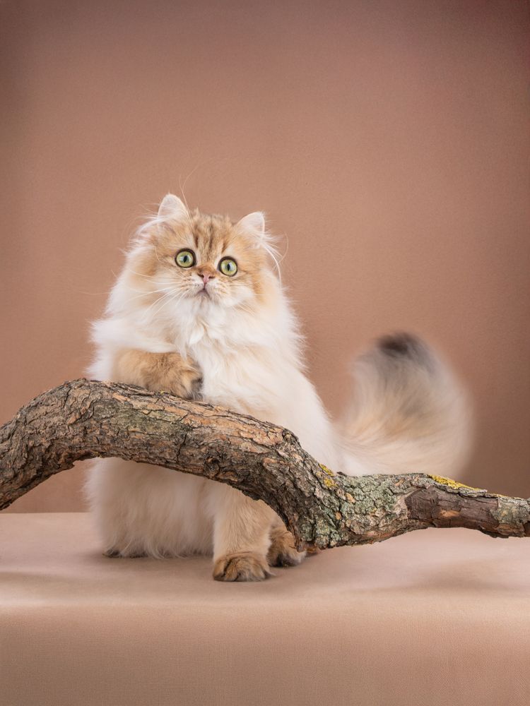 Фотография автора Dina Damotseva