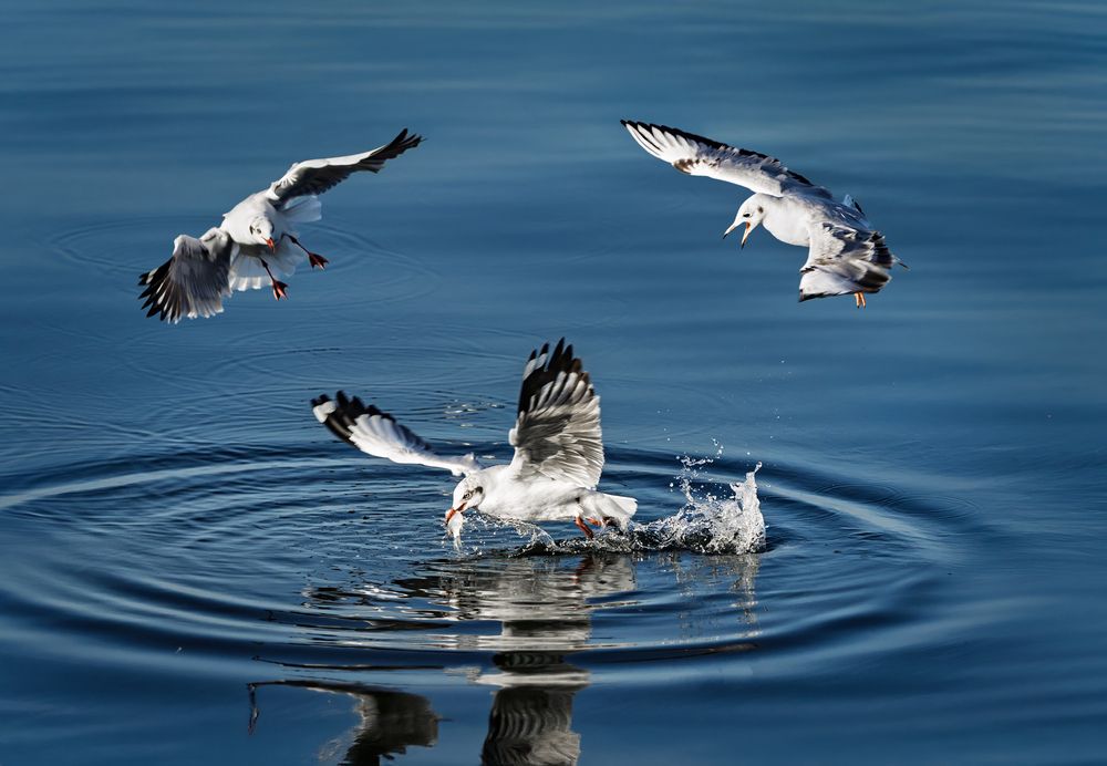 Photograph by NGUYEN HAI