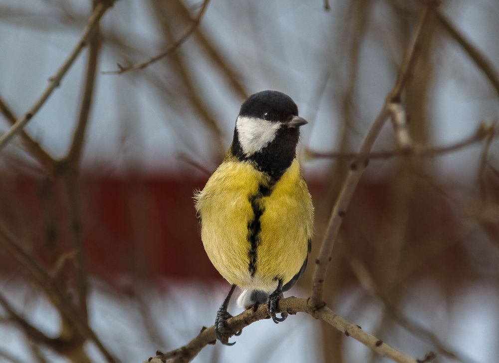 Photograph by Наталья Колеватова