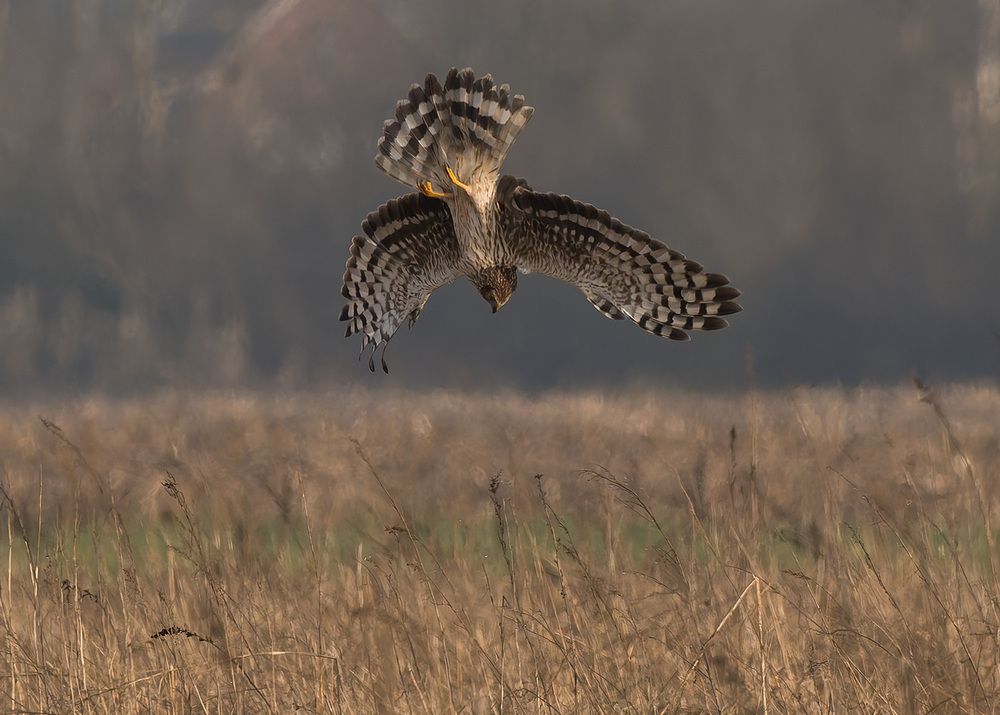 hen harrier