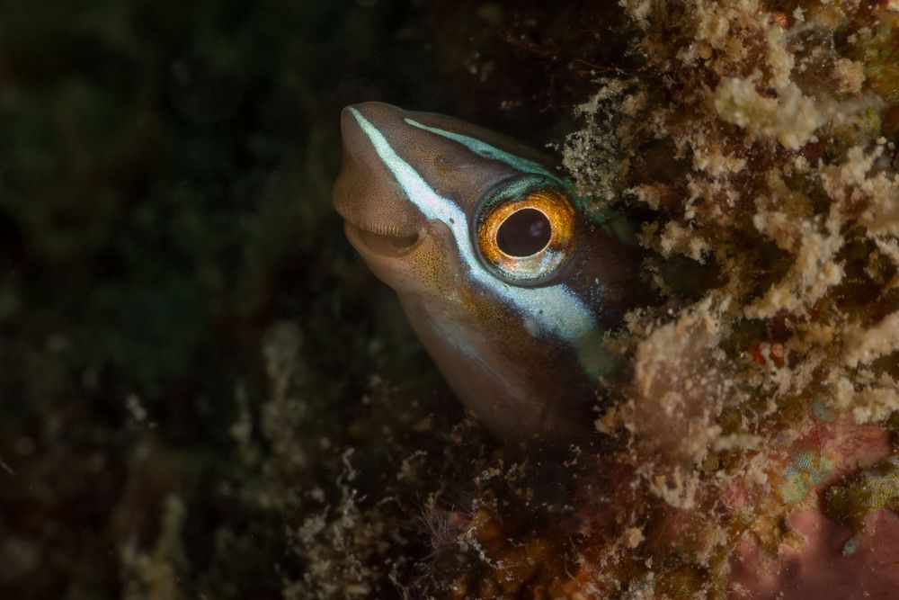 Bluestriped Fangblenny