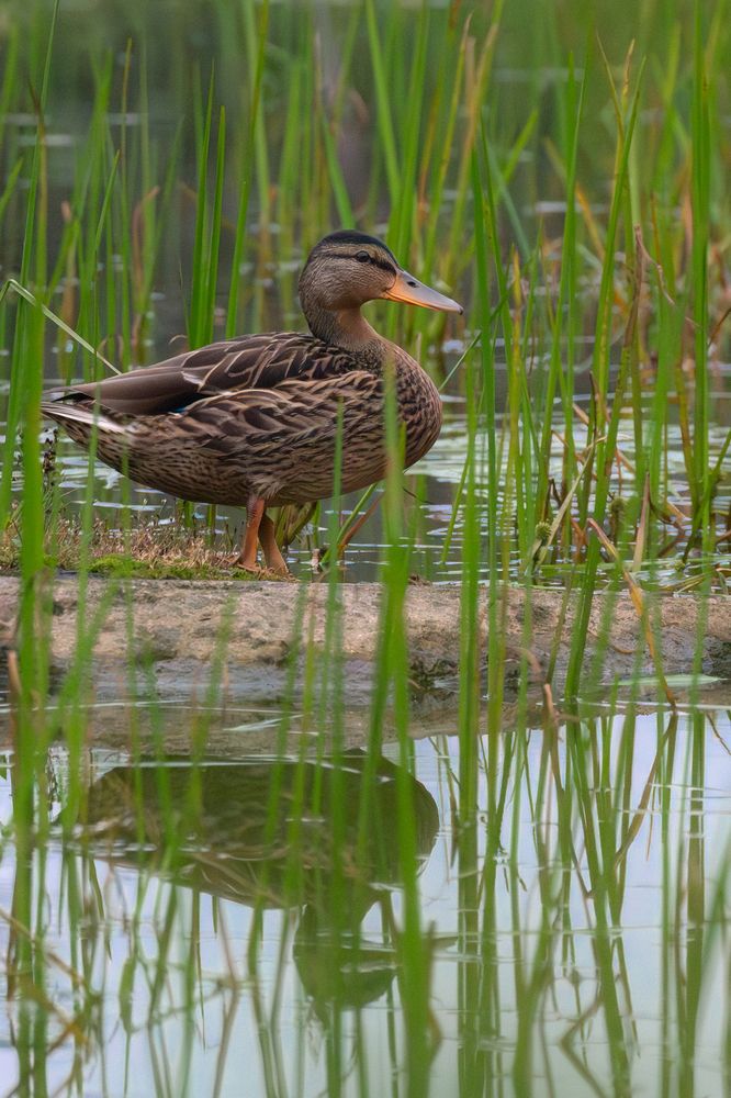 Утка на озере