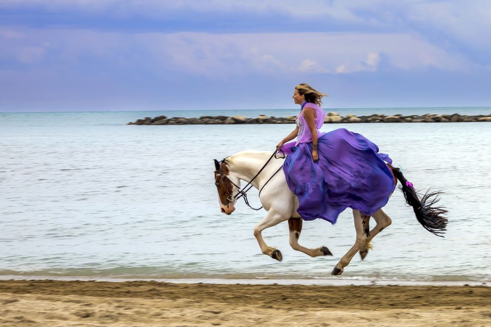 White horse
