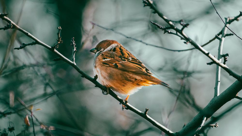 Фотография автора Виталий Панченко
