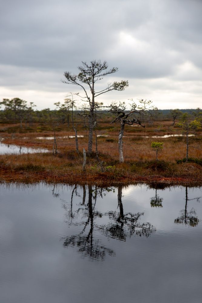 Silent Bog