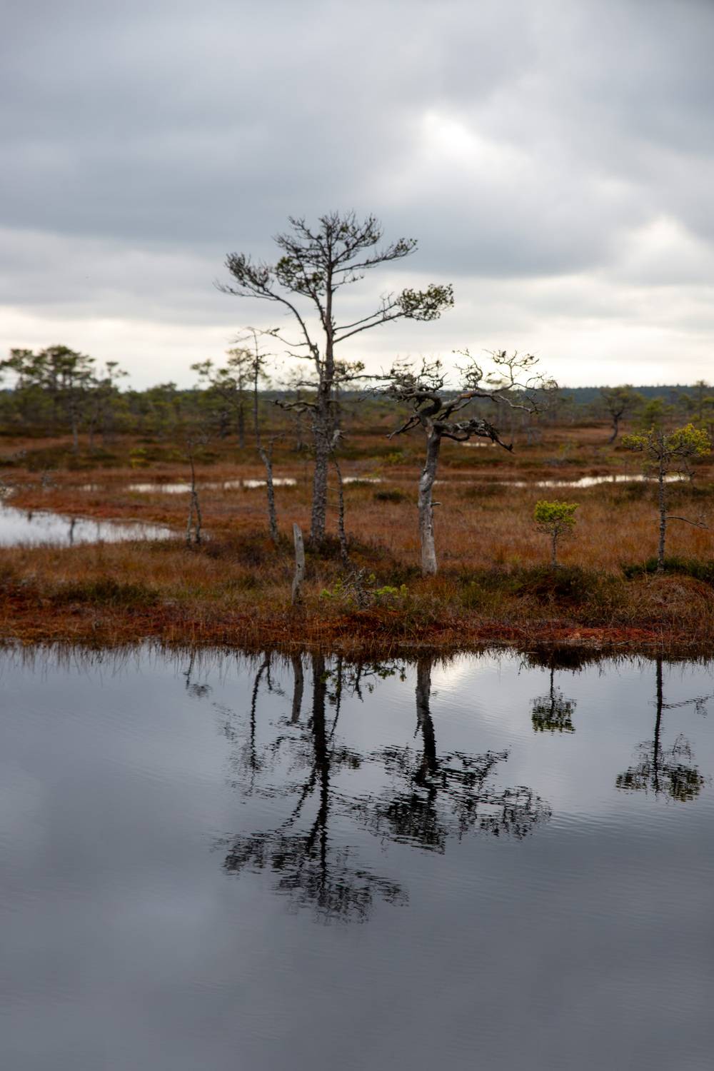 Silent Bog Silent Bog