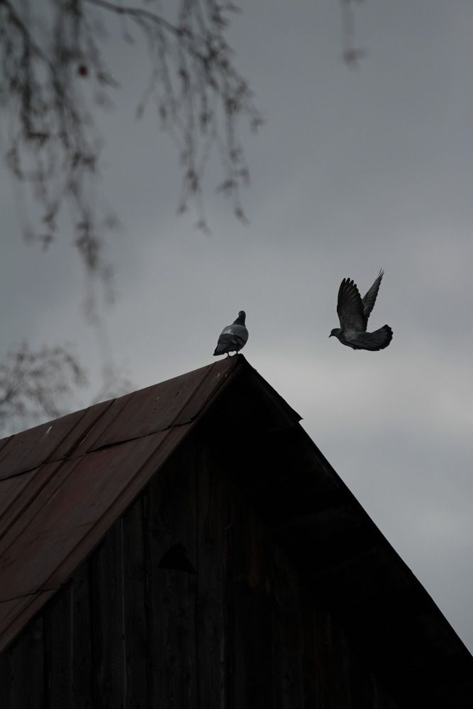 Photo #13231606