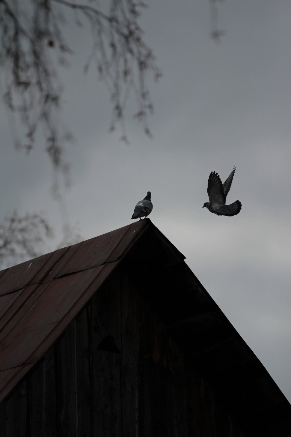 Photo #13231606