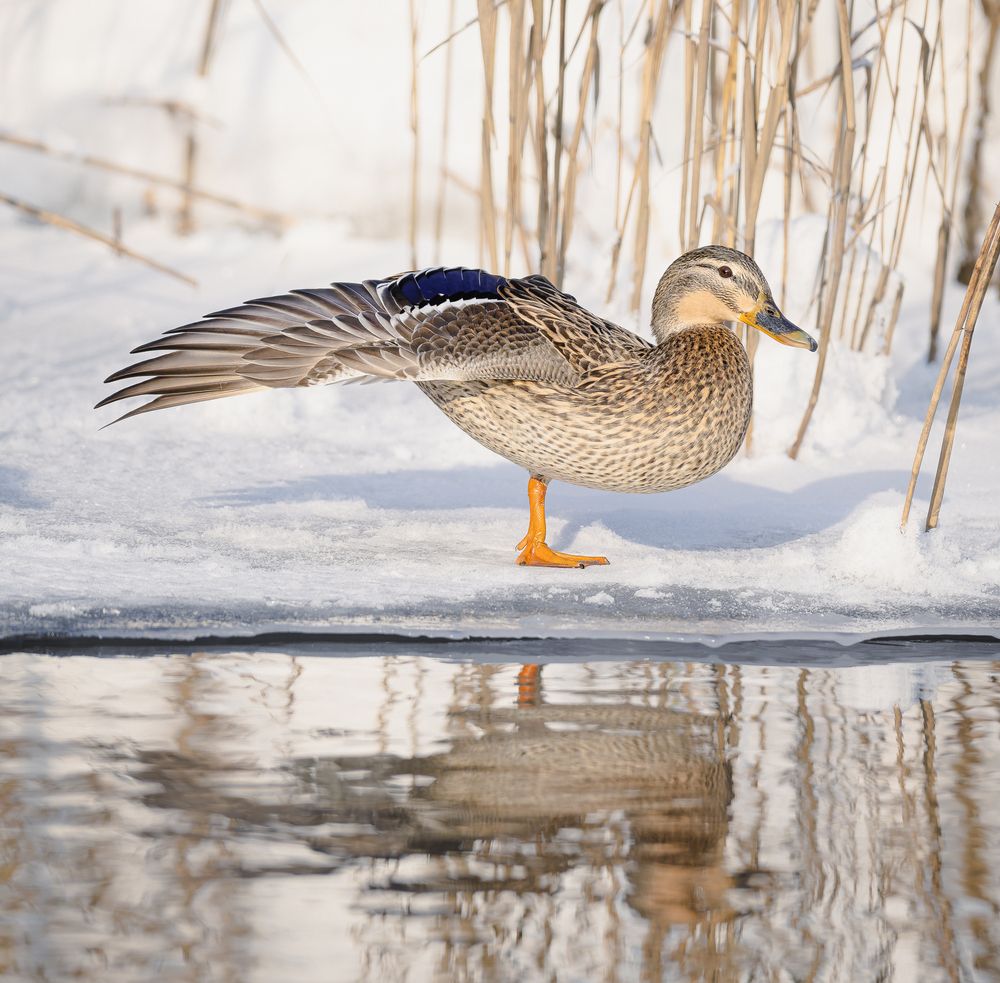 Photograph by Ирешева Мария