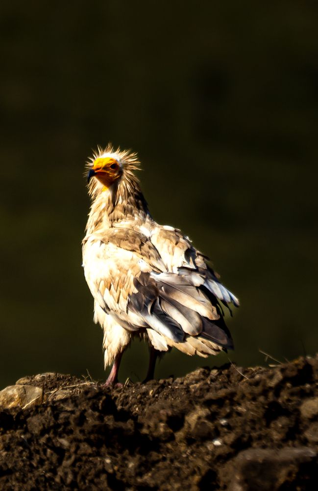 Photograph by Юлия Шурандина