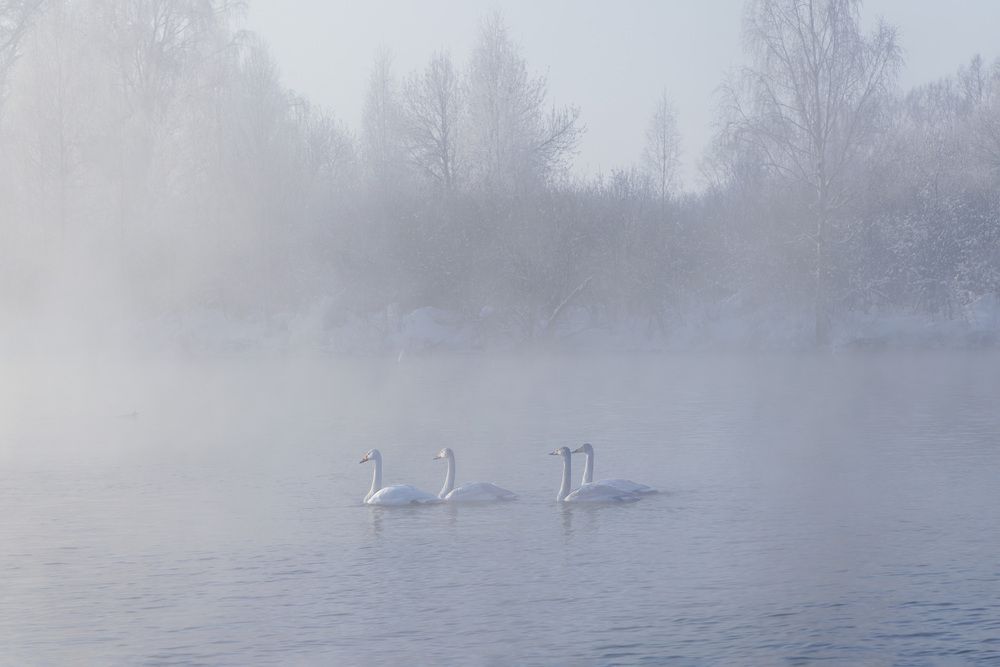 Photograph by Елена Овчинникова
