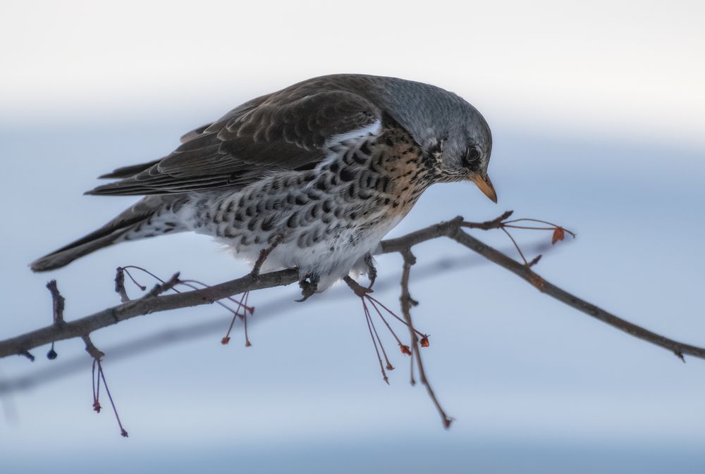 Photograph by Марина Фомина