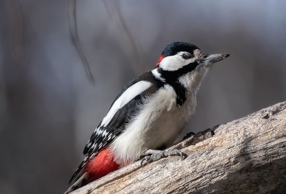 Photograph by Марина Фомина