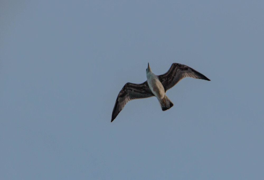 Photo #13232300