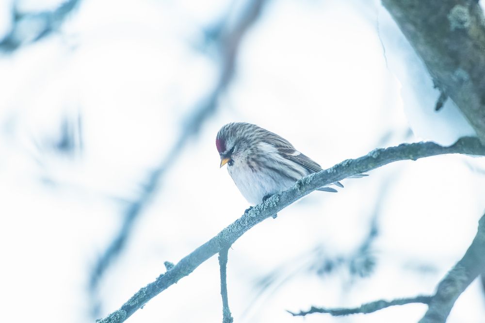 Photograph by Дарья Лисицына