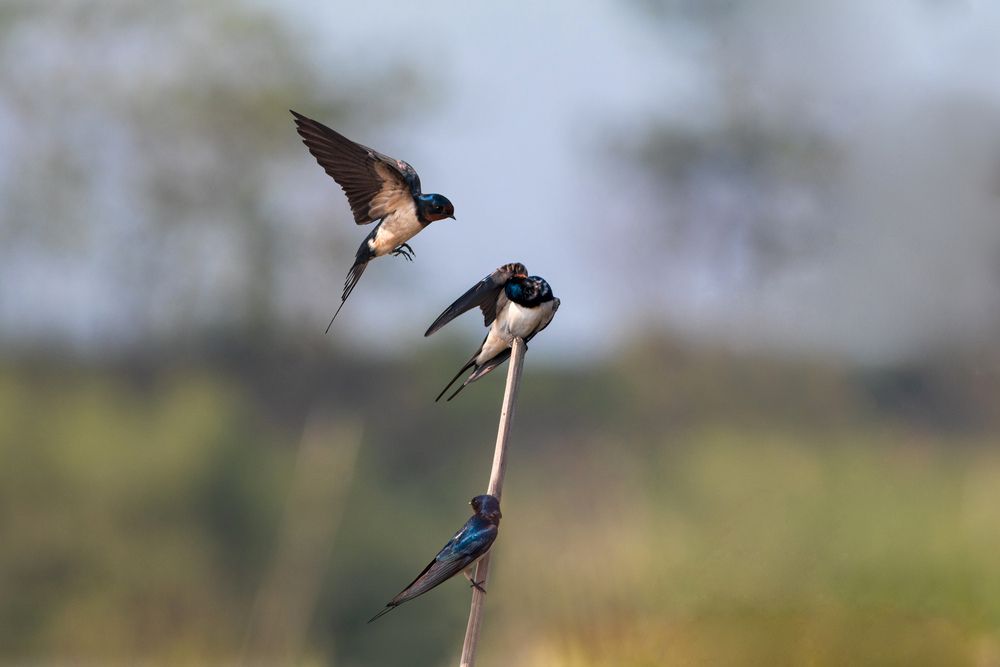 Photograph by RUPAM DAS