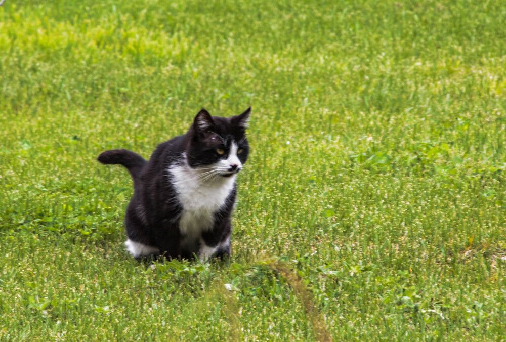Photo #13232784