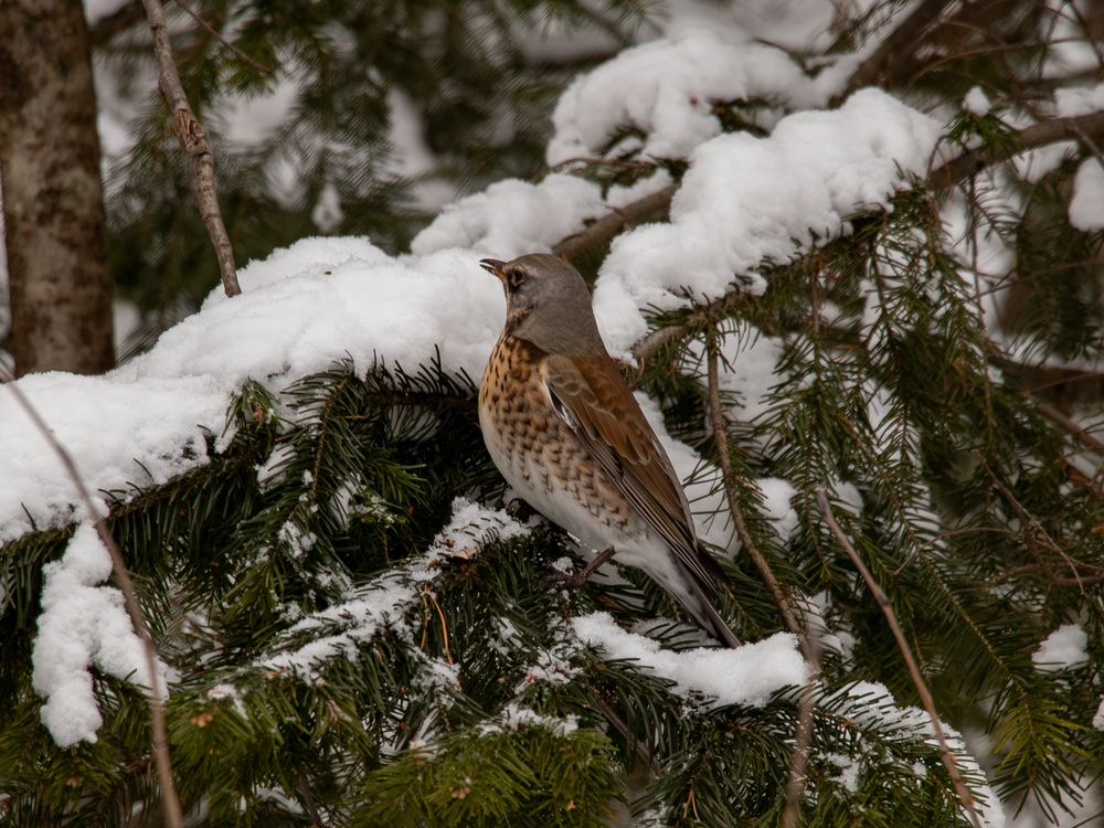 Фотография автора Иван Николаевич