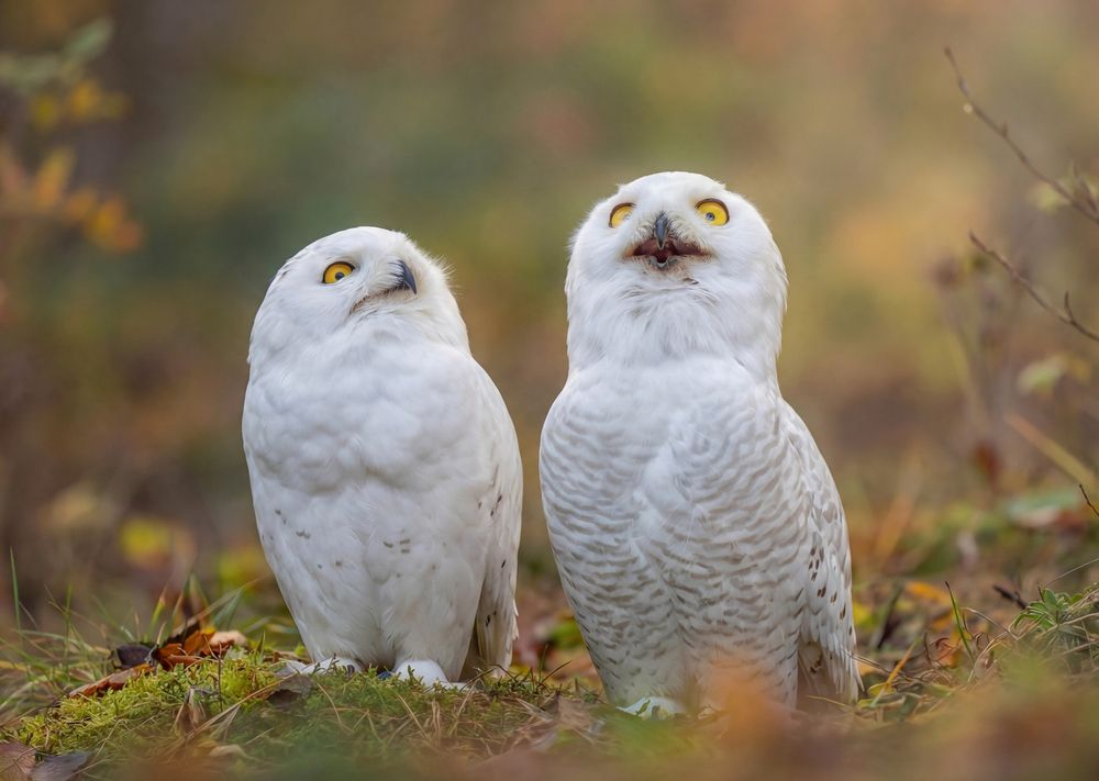 Photograph by Дарья Яновцева