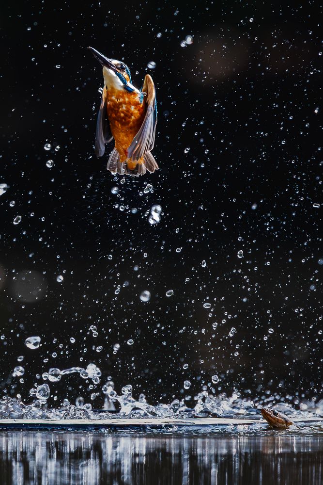 The Great Escape!