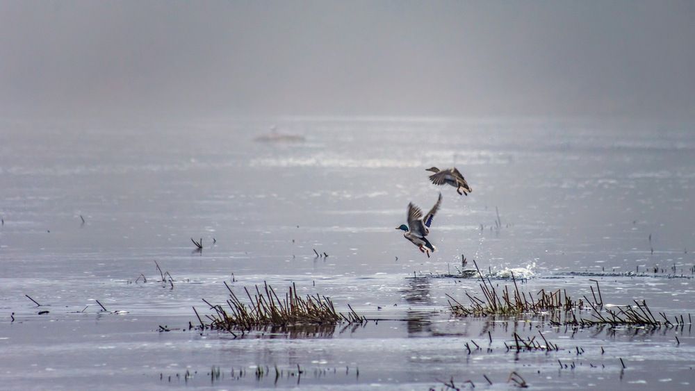 Pīles nolaižas upē