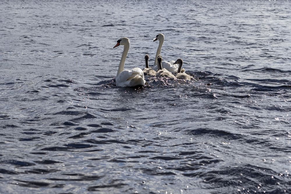 Gulbju ģimene ezerā