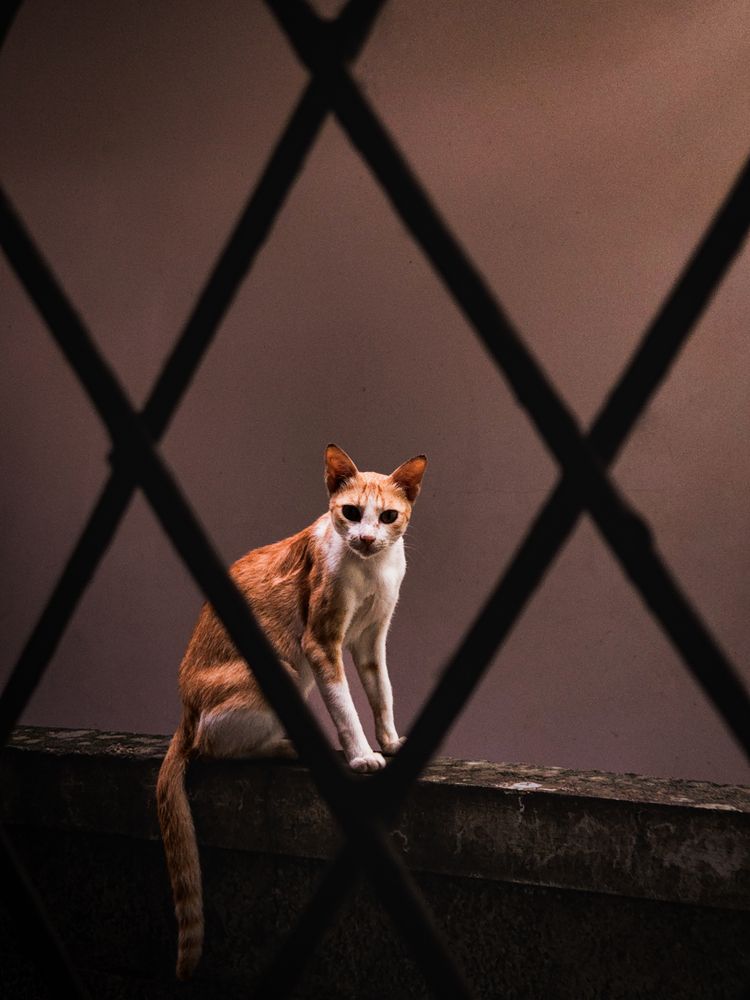 Photograph by Mahendra S Nair