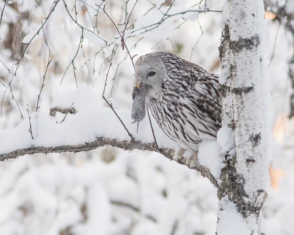 Фотография автора Суслов Дмитрий