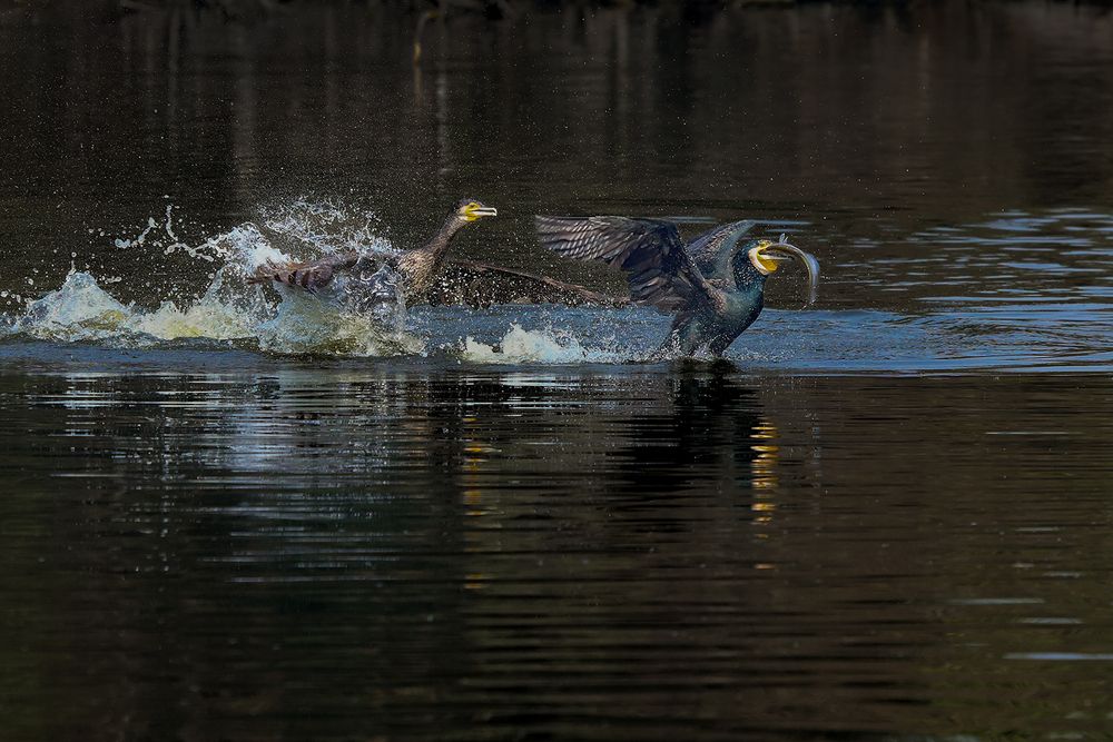 Photograph by Dhananjay Thakur