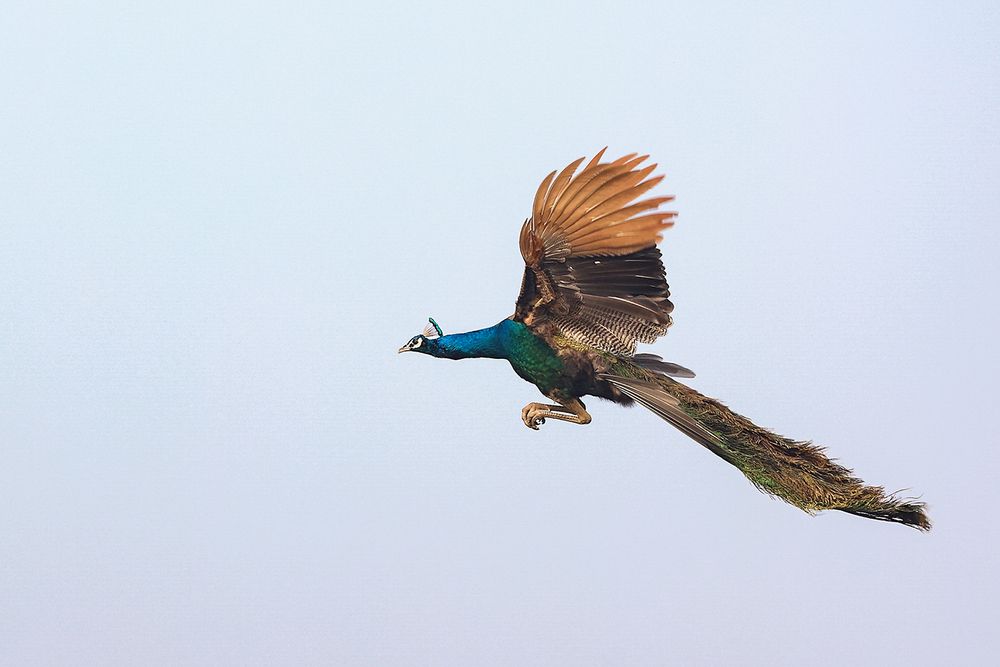 Photograph by Dhananjay Thakur