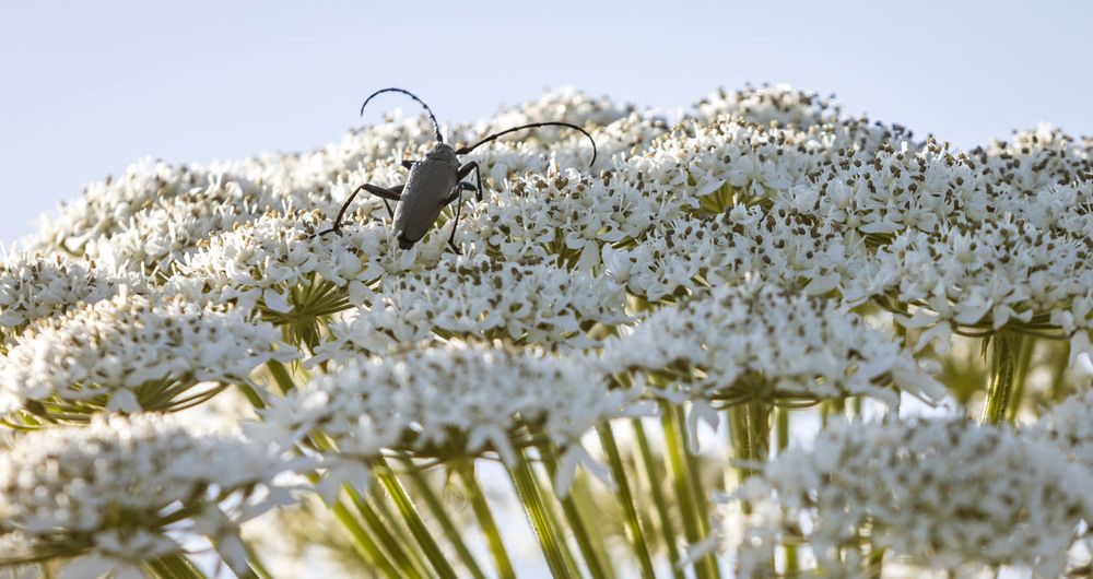 Photograph by Ineta Osipoviča