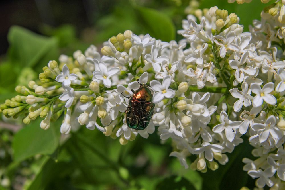 Photograph by Ineta Osipoviča
