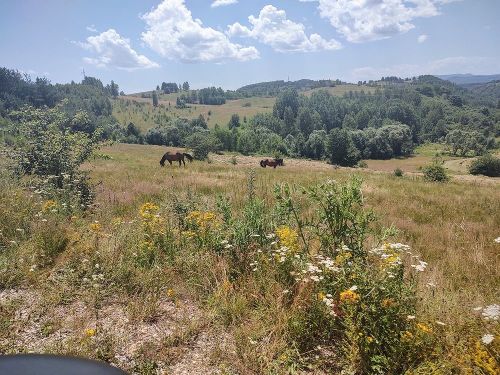 Pasture
