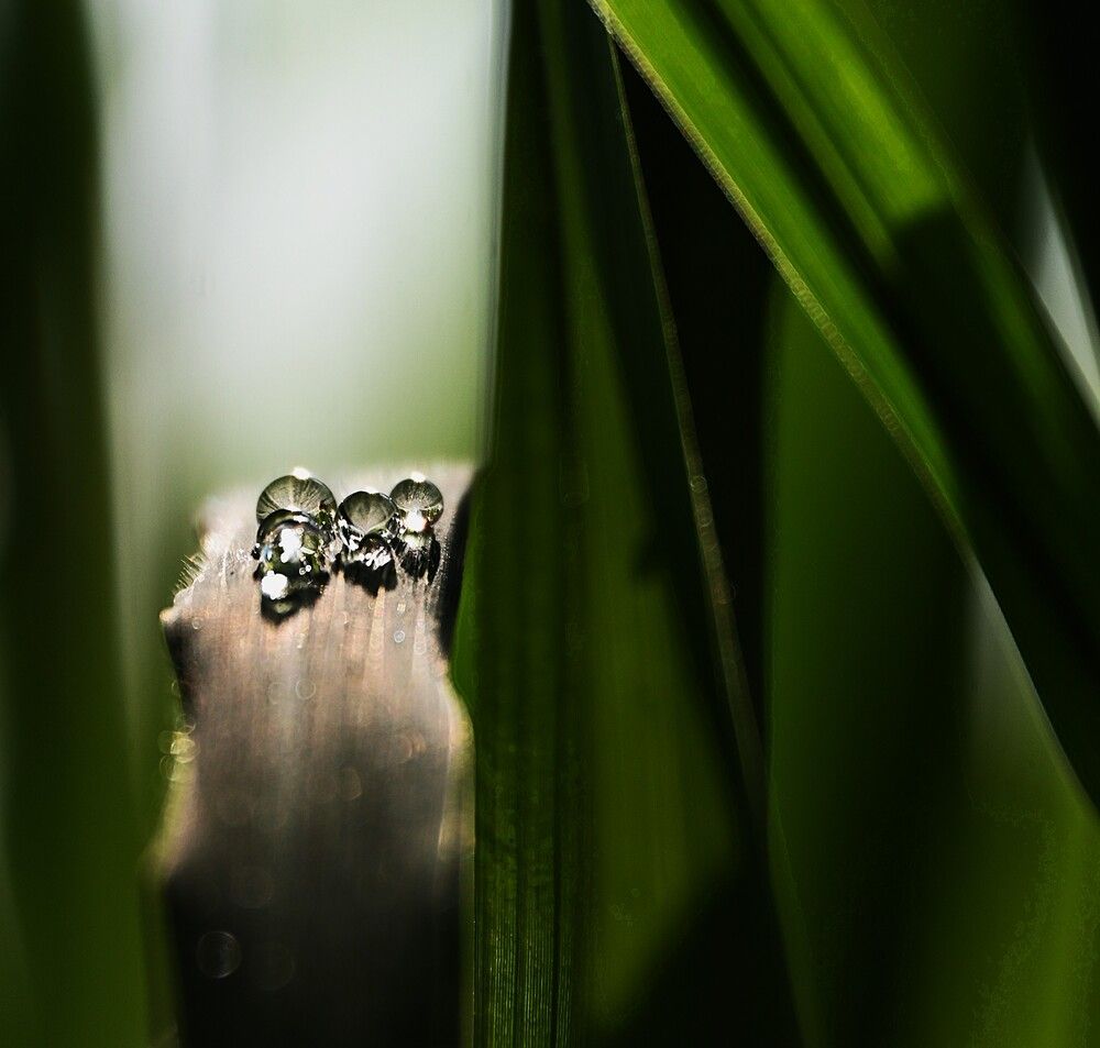 Dewdrop Trio