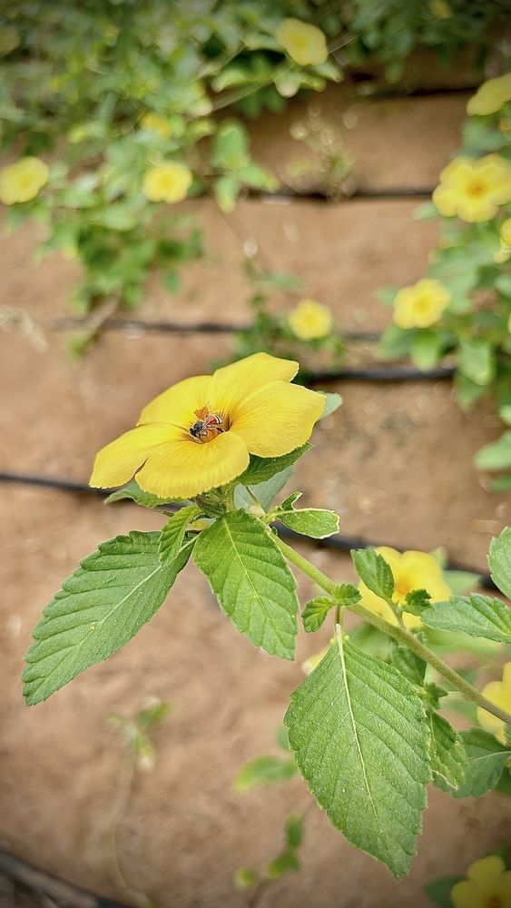 Photograph by Shimaa Mahmoud